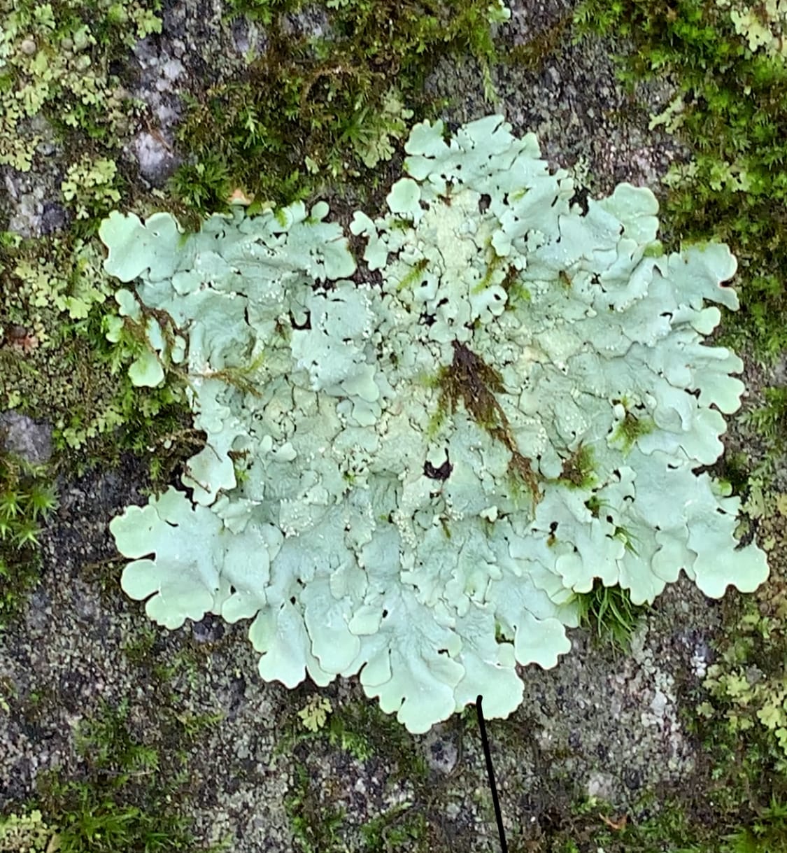 Lichen: It thrives even in places where neither fungus nor algal partner could survive alone
